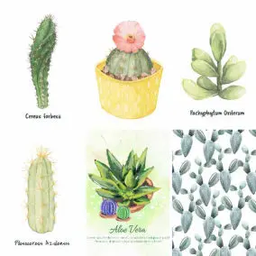 CACTUS